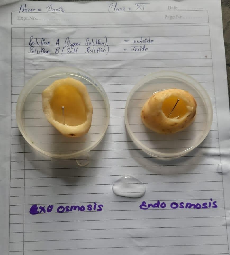 Practical Experiment on Osmosis🔬🧪